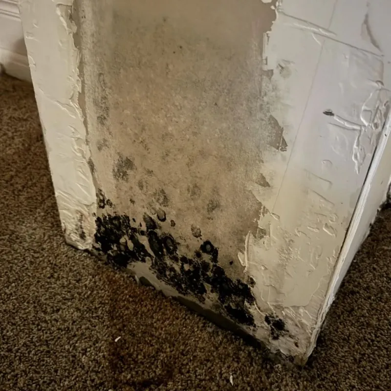 Professional Mold Removal in Petoskey, MI